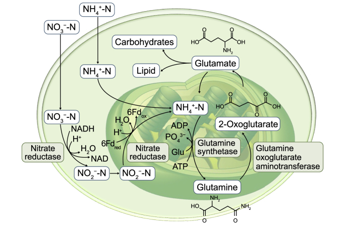 Fig. 7