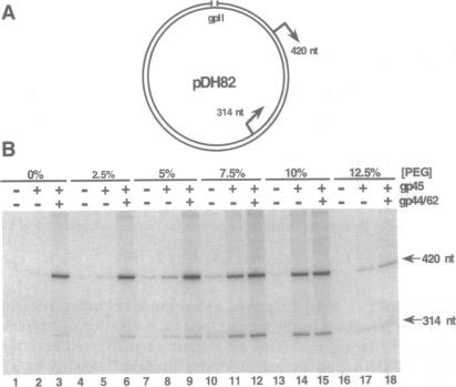 graphic file with name pnas01138-0333-a.jpg