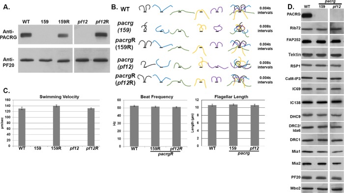 FIGURE 2: