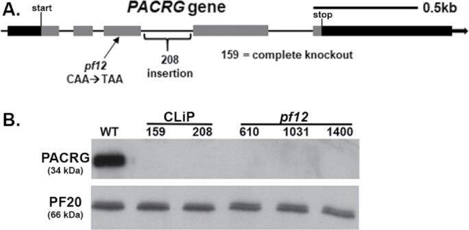 FIGURE 1: