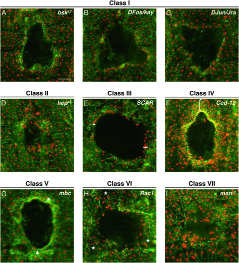 Figure 4.—