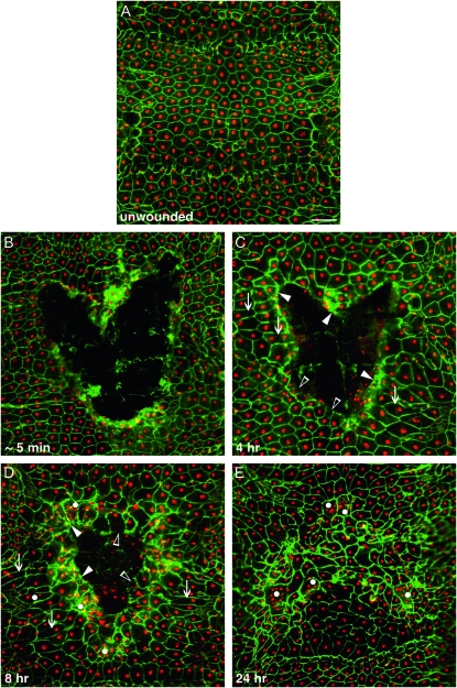 Figure 1.—