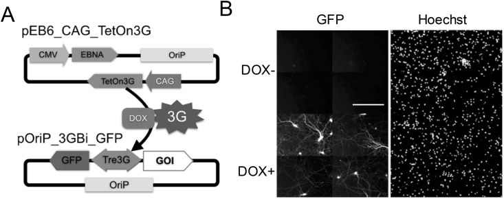 Figure 2