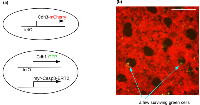 Figure 5.