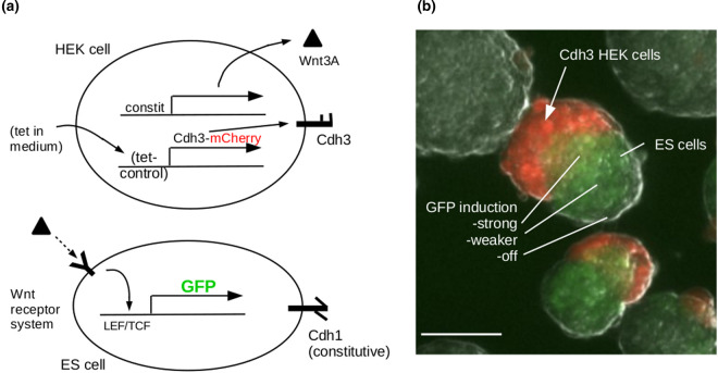 Figure 4.