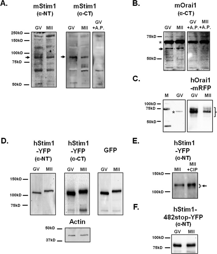 FIGURE 3: