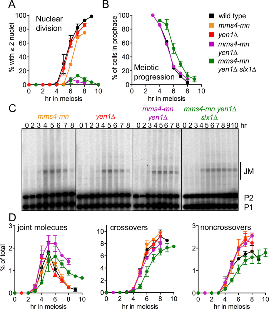 BLM helicase ortholog Sgs1 is a central regulator of meiotic ...