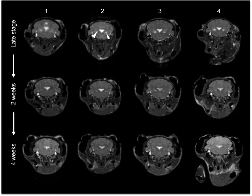 Fig. 8.