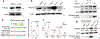 Extended Data Fig. 7 |