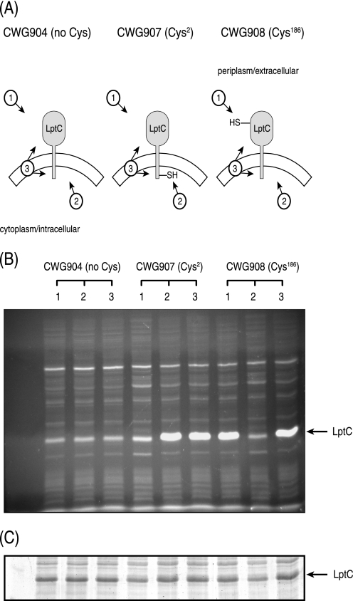 FIGURE 1.