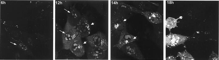 FIG. 8.