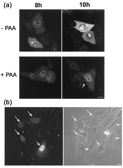 FIG. 7.