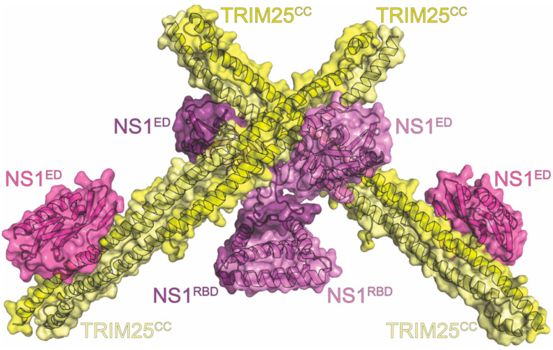 Figure 11