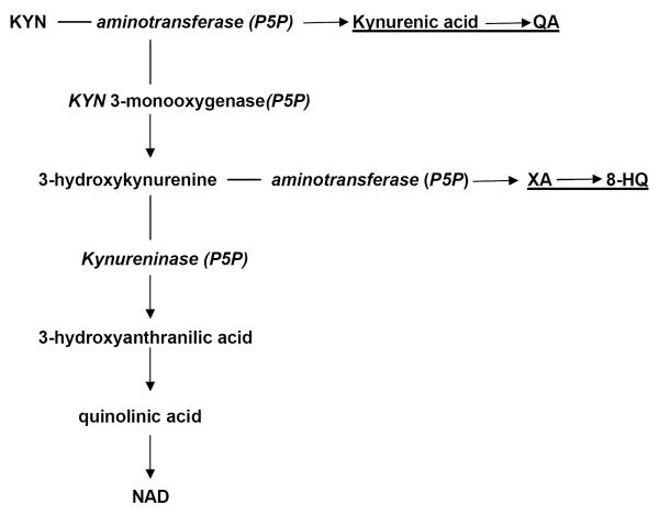 Serotonin – kynurenine hypothesis of depression: historical overview ...