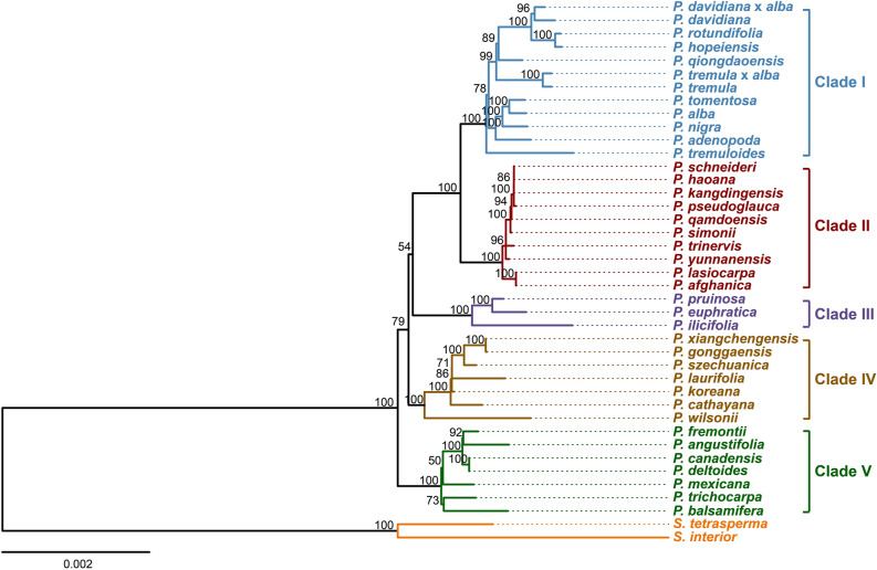 Chloroplast genomes in Populus (Salicaceae): comparisons from an ... image.
