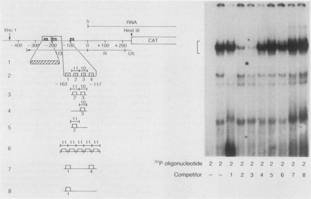 graphic file with name molcellb00058-0050-a.jpg