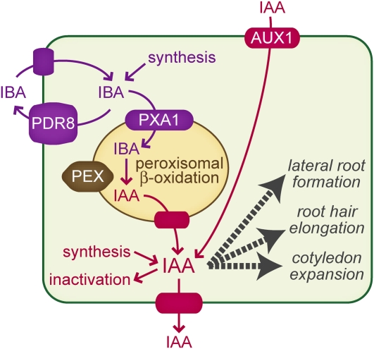 Figure 10.