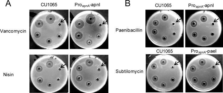 FIG 7