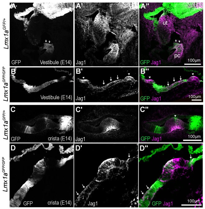 Figure 10—figure supplement 1.