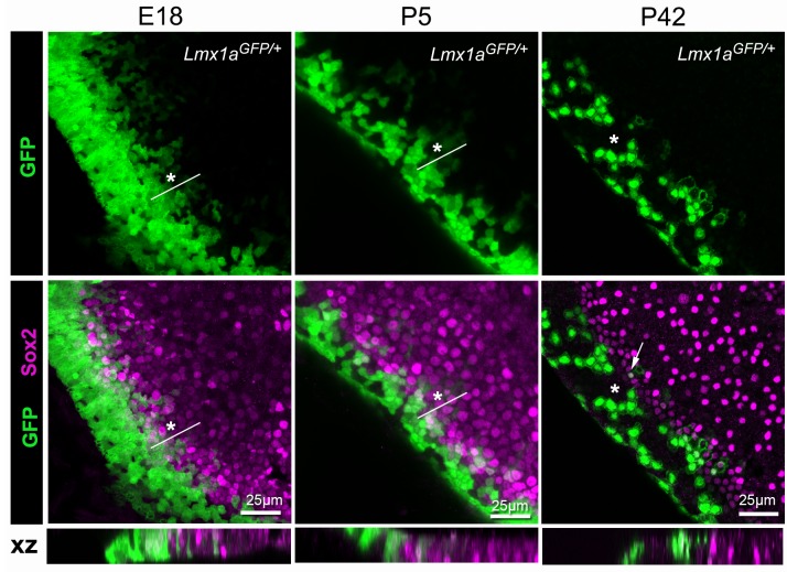 Figure 11.