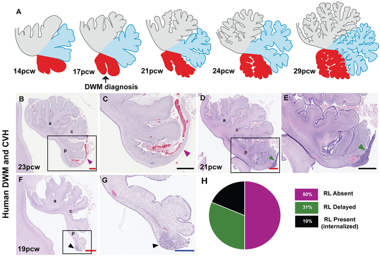 Fig. 6: