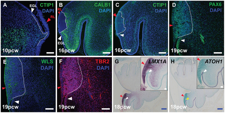 Fig. 3: