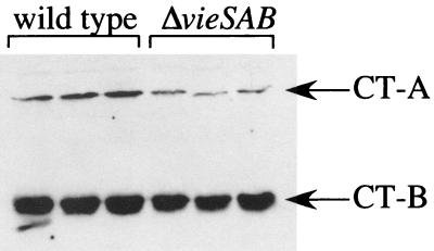 FIG. 5.