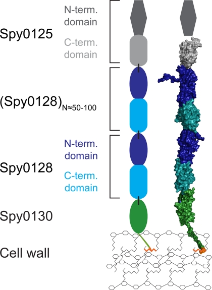 FIGURE 4.