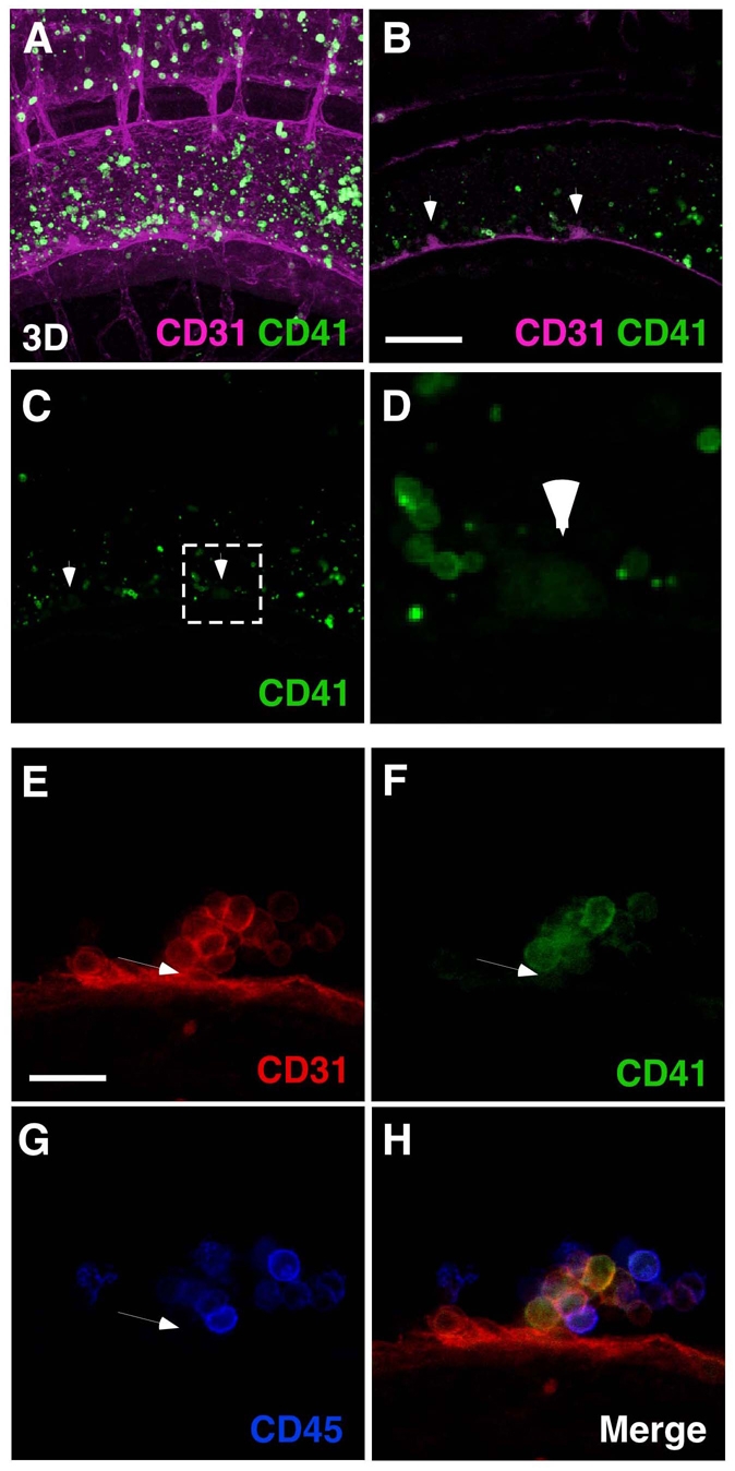 Fig. 9.