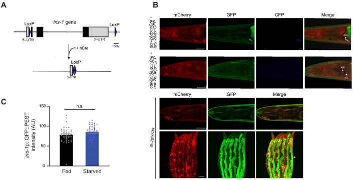 Figure 4—figure supplement 1.