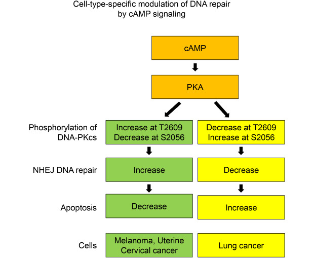 graphic file with name jkms-35-e371-abf001.jpg