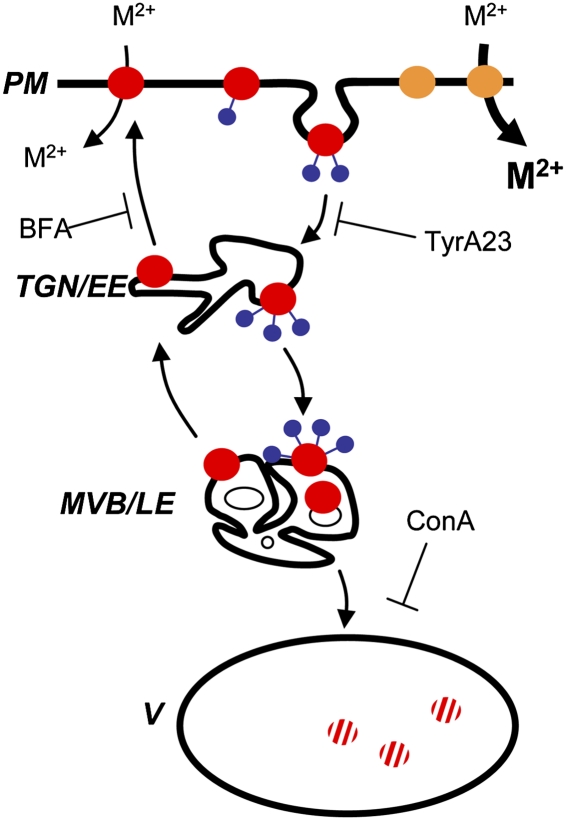 Fig. 7.