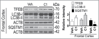 Figure 11.