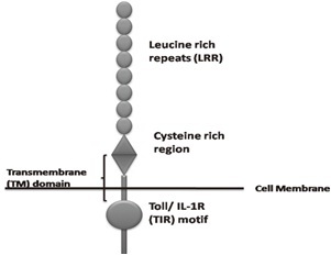 [Table/Fig-3]: