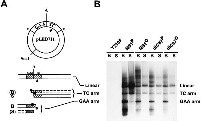 FIG. 7