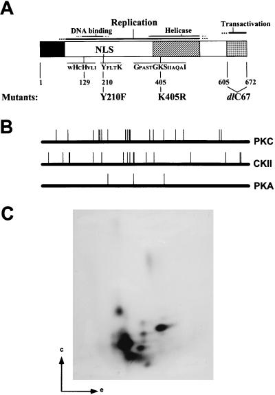 FIG. 1