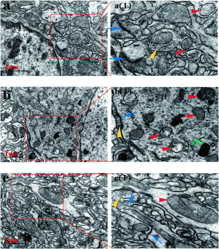 Fig. 9