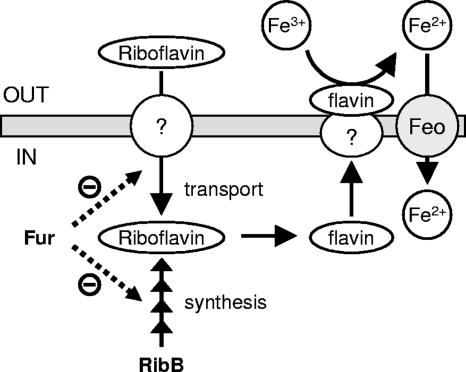 FIG. 5.