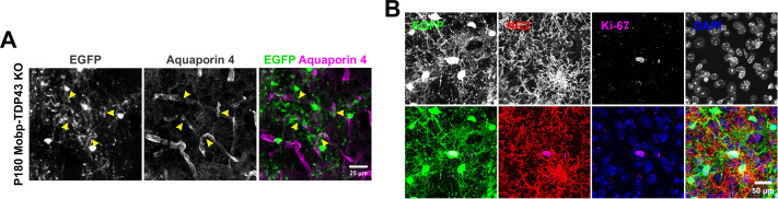 Figure 4—figure supplement 5.