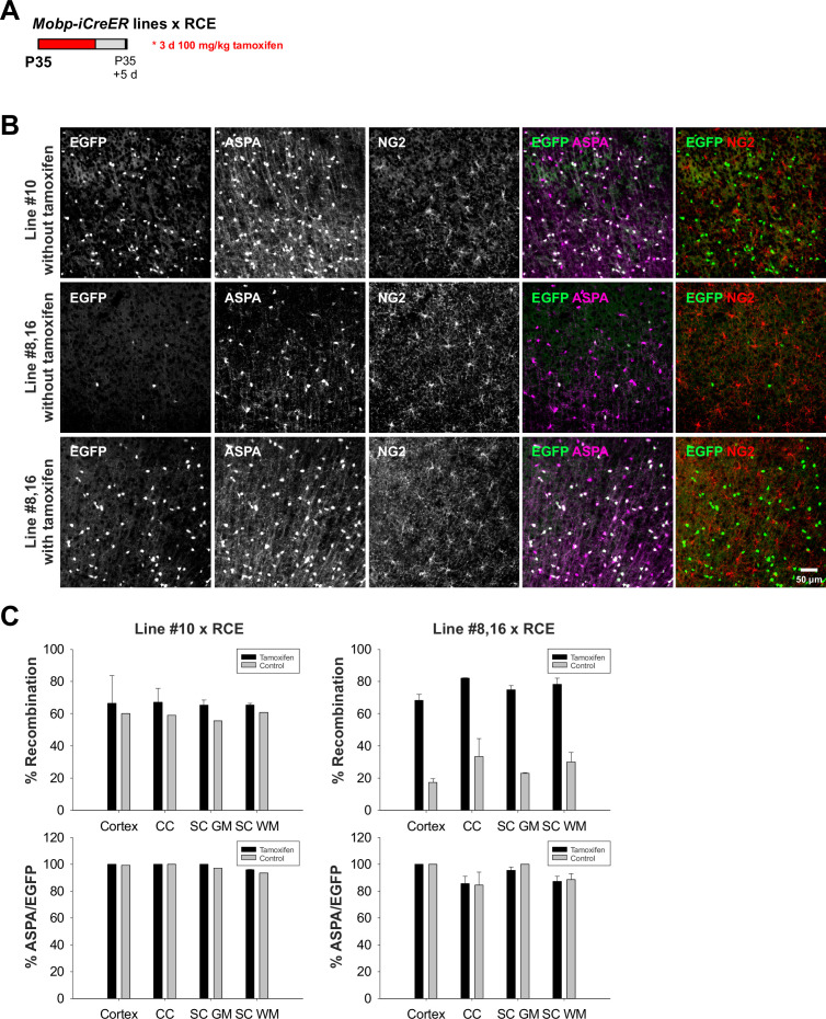 Figure 2—figure supplement 2.