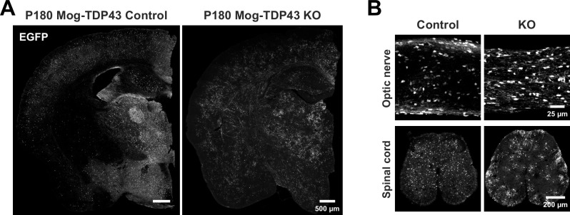 Figure 4—figure supplement 2.