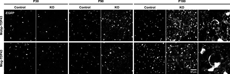 Figure 4—figure supplement 1.