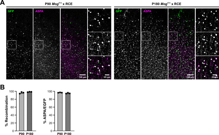 Figure 2—figure supplement 1.