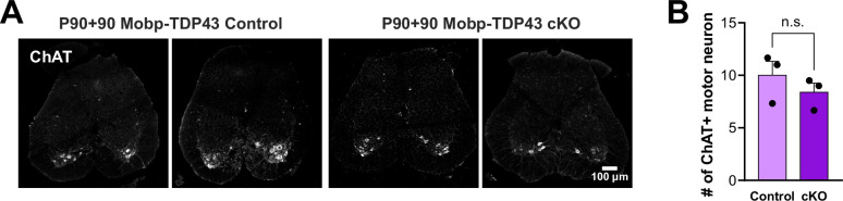 Figure 5—figure supplement 1.