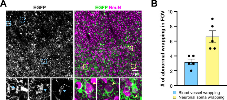 Figure 4—figure supplement 4.