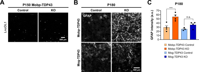 Figure 2—figure supplement 5.