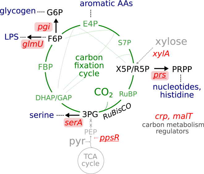 Figure 7