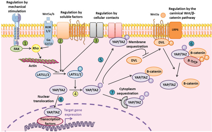 FIGURE 2