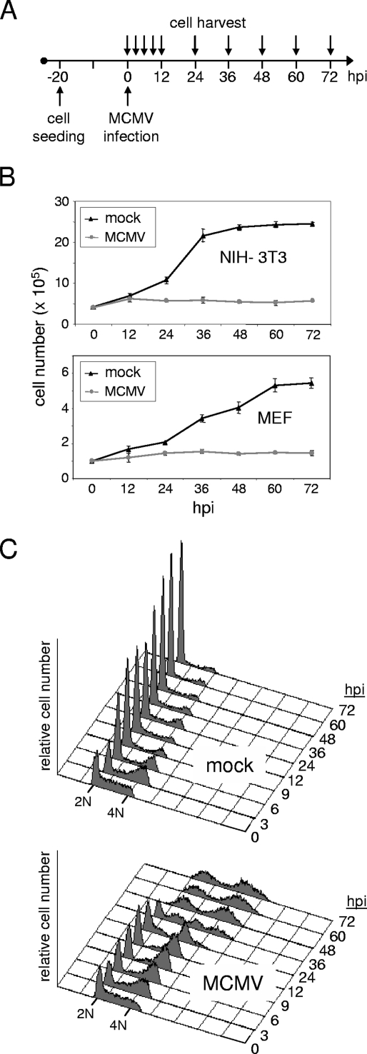 FIG. 1.