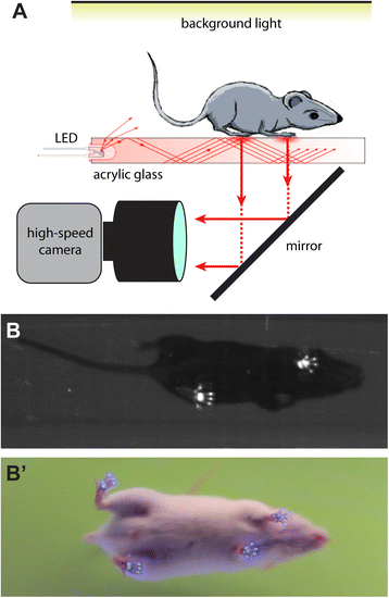 Fig. 1